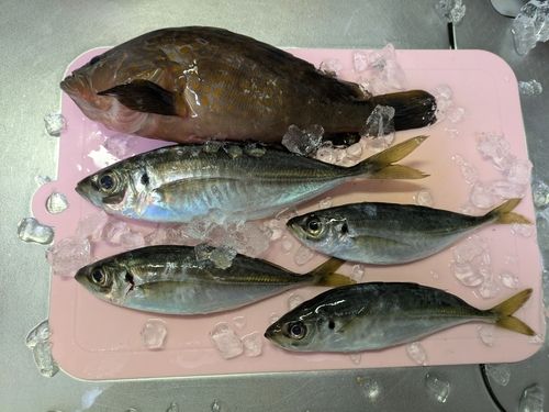 アジの釣果