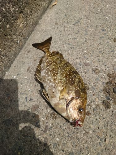 アイゴの釣果