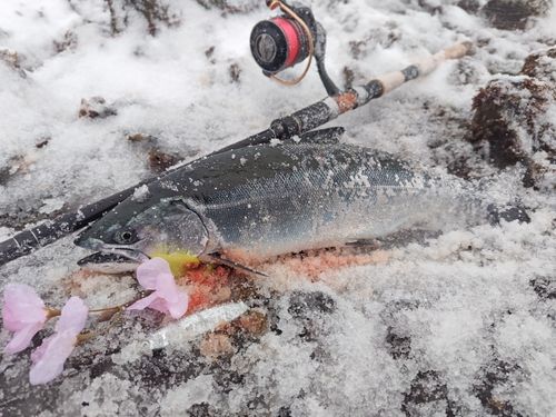 サクラマスの釣果