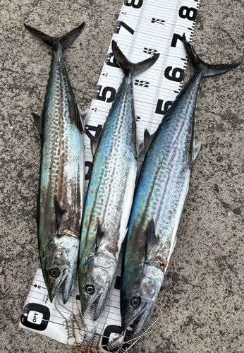 サワラの釣果