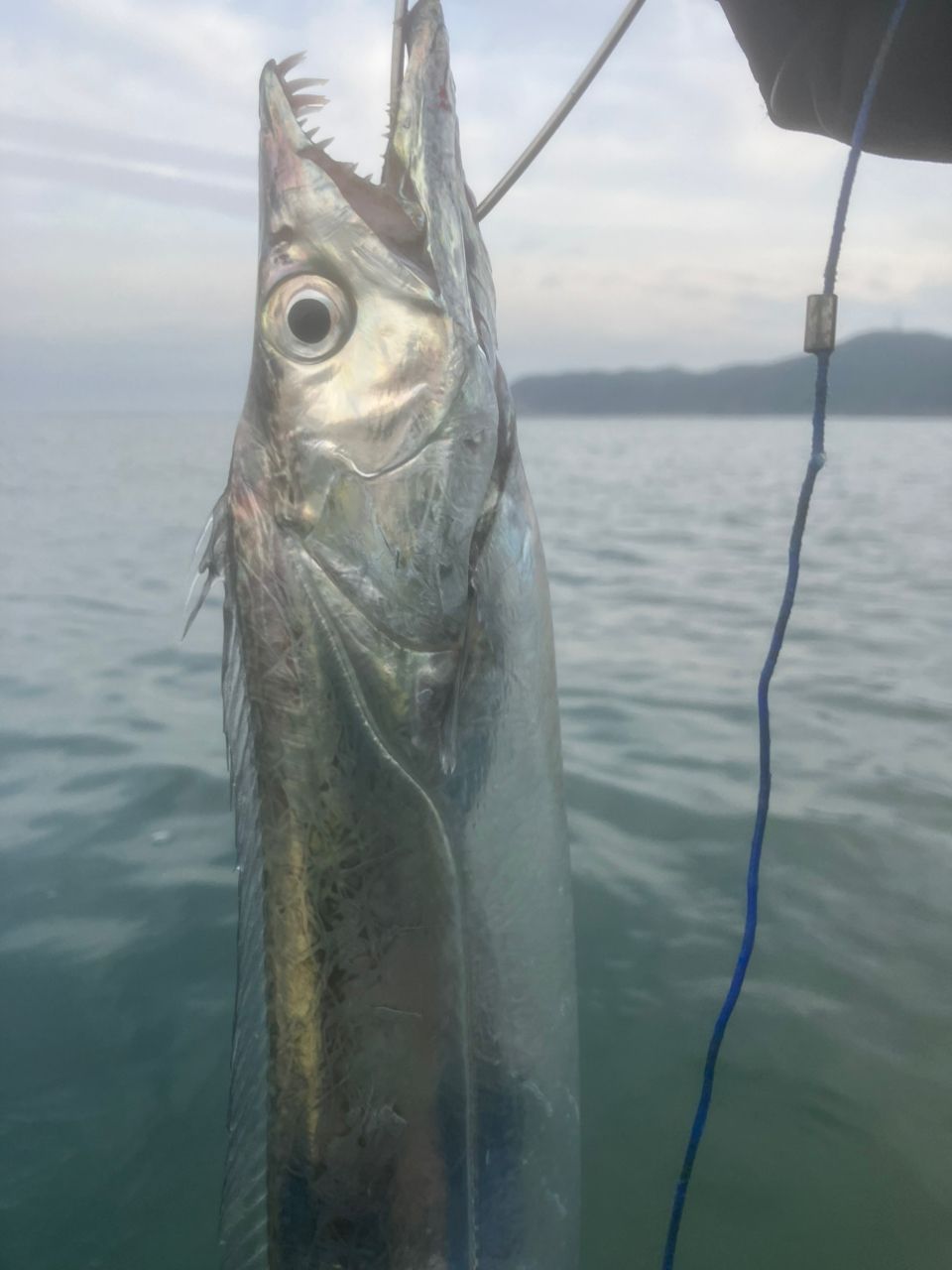 タチウオ