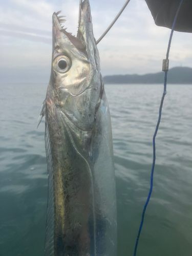 タチウオの釣果