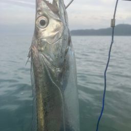 タチウオ