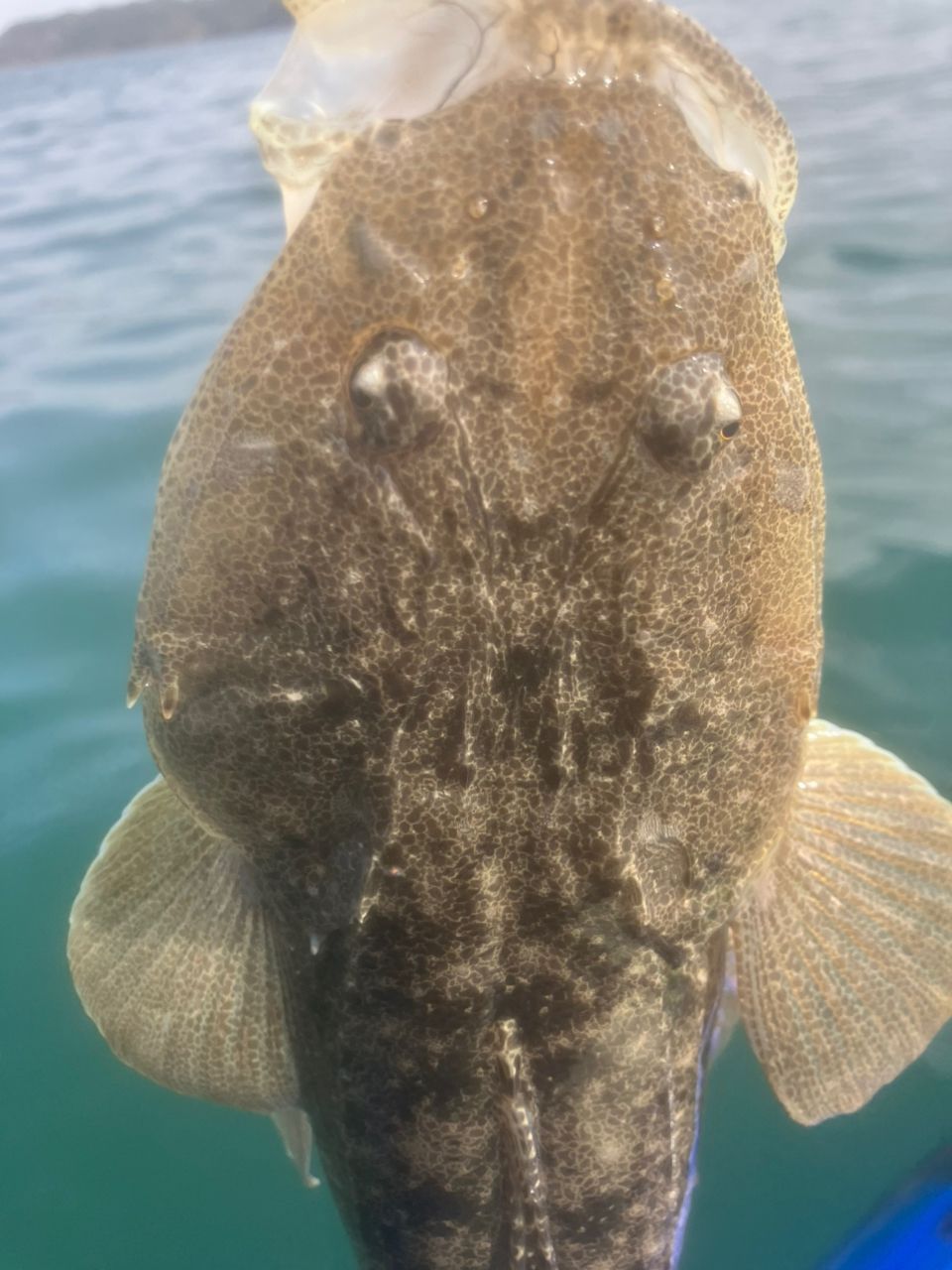 タチウオ