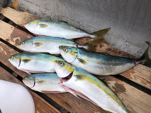 イナダの釣果