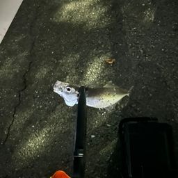 アジ