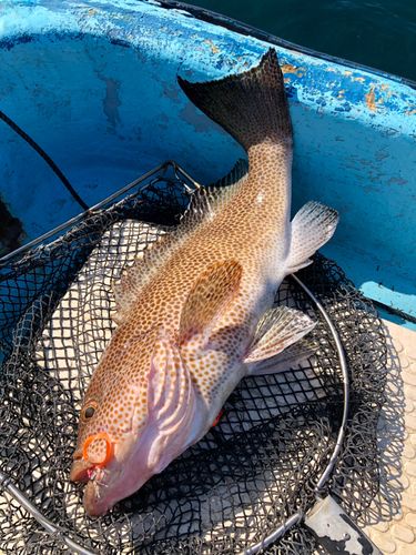オオモンハタの釣果