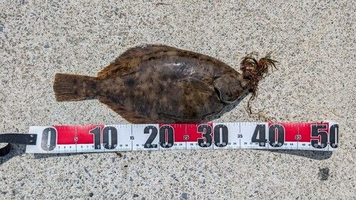 カレイの釣果