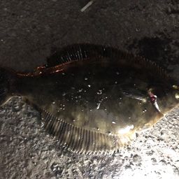 クロガシラガレイ