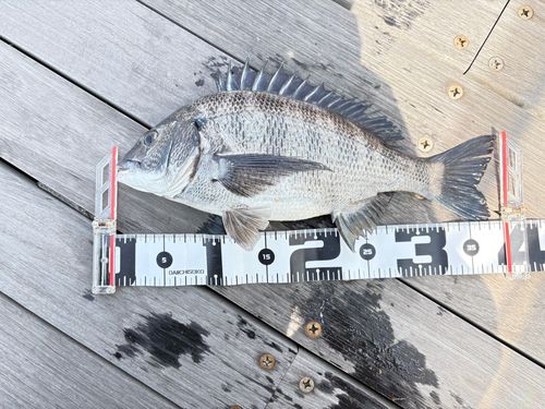 クロダイの釣果