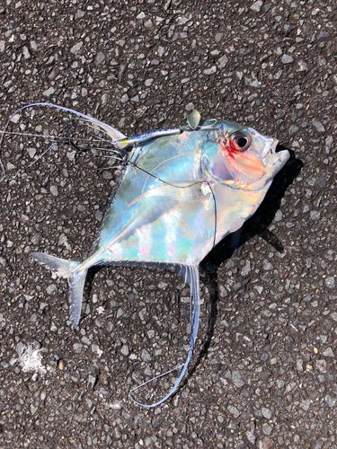 イトヒキアジの釣果