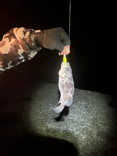 クロソイの釣果