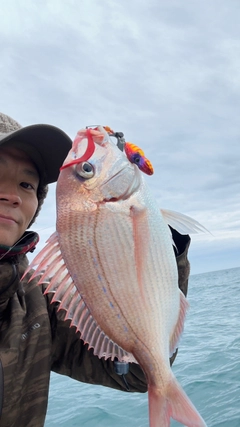チダイの釣果