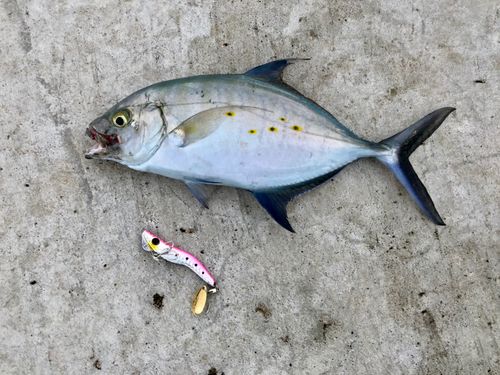 ナンヨウカイワリの釣果