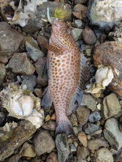 オオモンハタの釣果