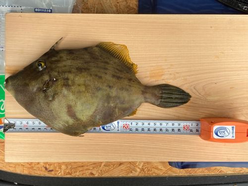 カワハギの釣果