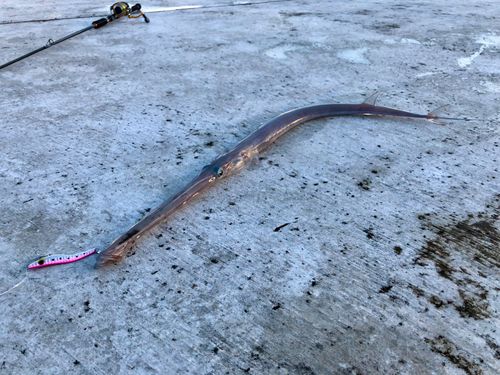アオヤガラの釣果