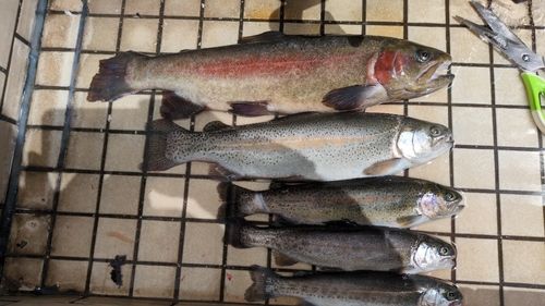 ニジマスの釣果