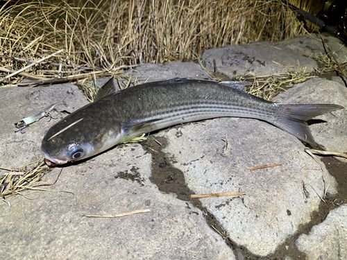 ボラの釣果