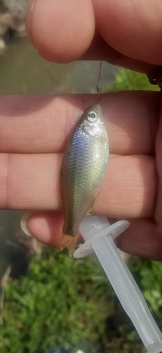 ヤリタナゴの釣果