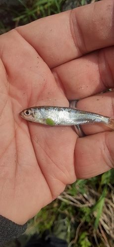 オイカワの釣果