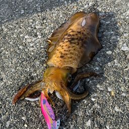 アオリイカ