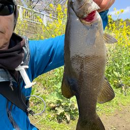 スモールマウスバス