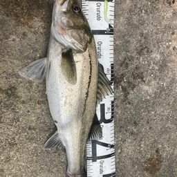 フッコ（マルスズキ）