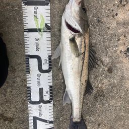 フッコ（マルスズキ）