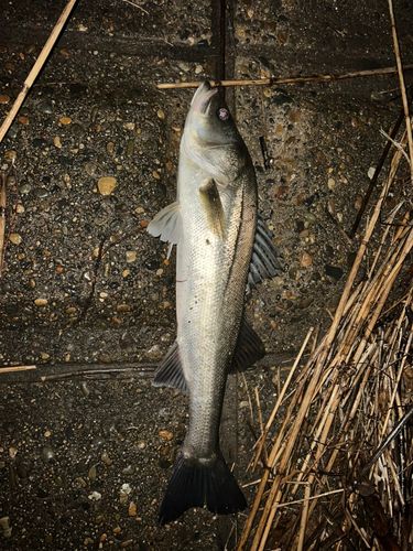 スズキの釣果