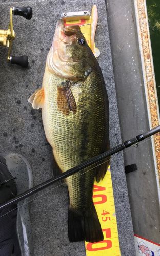 ブラックバスの釣果