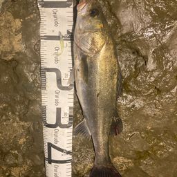 フッコ（マルスズキ）