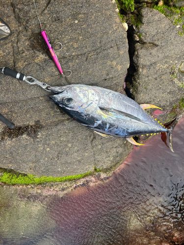 キハダマグロの釣果