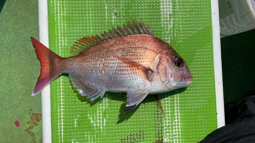 マダイの釣果