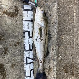 フッコ(マルスズキ)