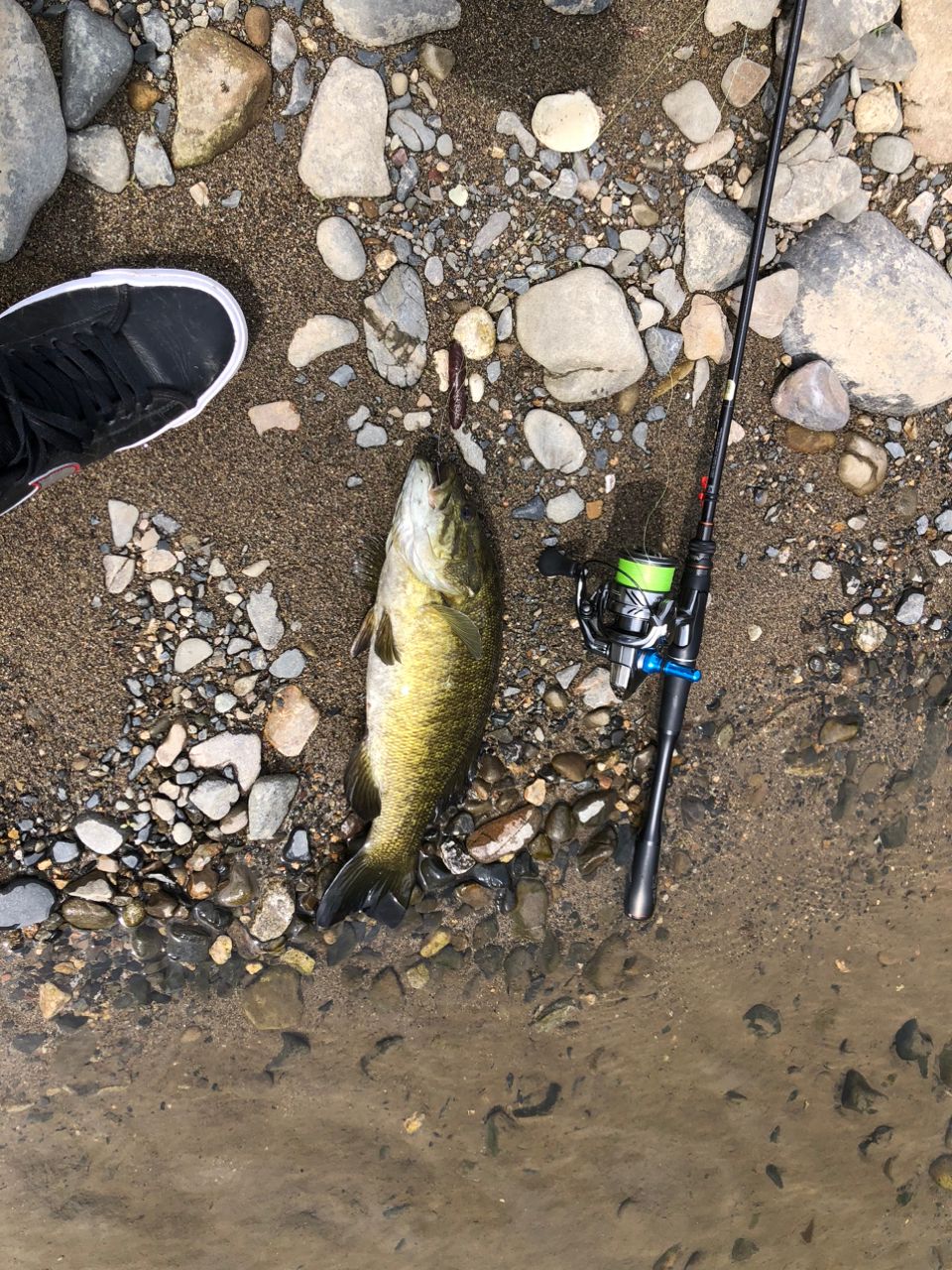 スモールマウスバス