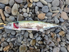 サゴシの釣果