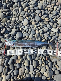 サゴシの釣果