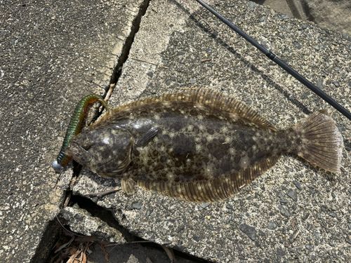 ヒラメの釣果