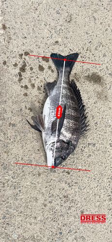 チヌの釣果