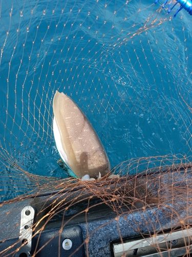 モンゴウイカの釣果