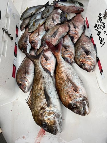 マダイの釣果