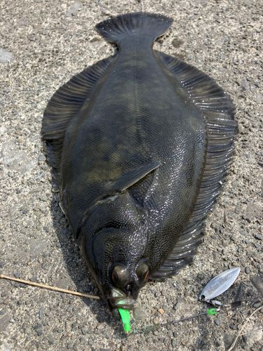 カレイの釣果