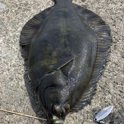 カレイ