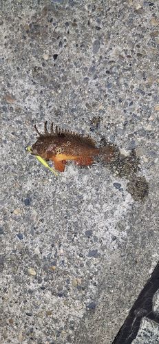 ハオコゼの釣果