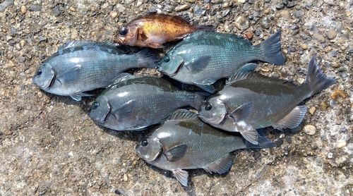 オナガグレの釣果