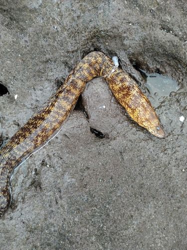 ウツボの釣果