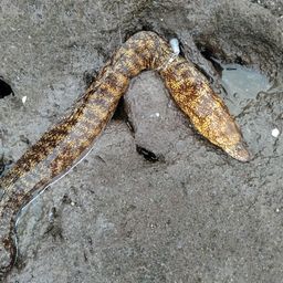 ウツボ