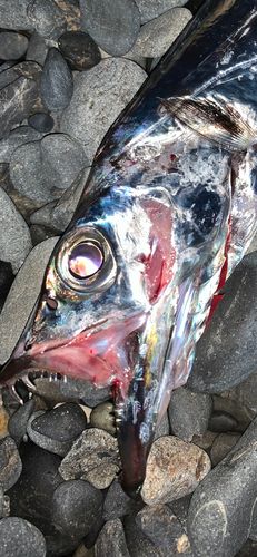 タチウオの釣果