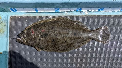ヒラメの釣果